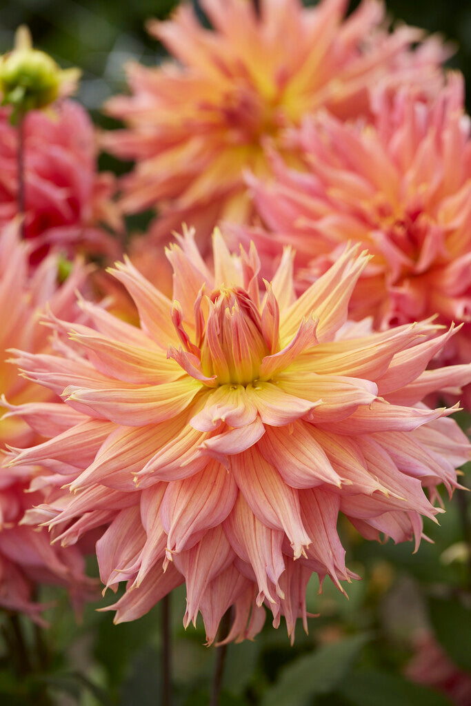 Dahlia Dekorativ Omega 1-pack